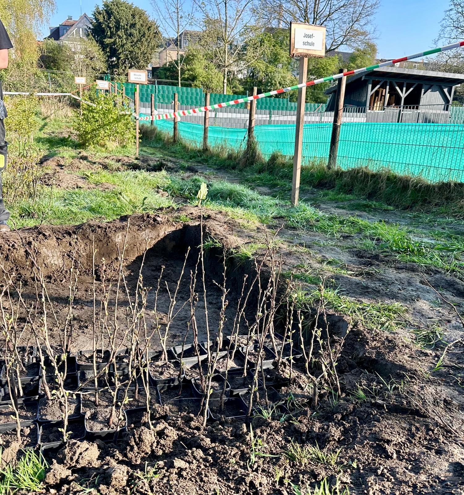 Baumpflanzaktion der 1. Klassen – gemeinsam wachsen und die Umwelt schützen 🌱🌳